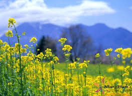 Phú Yên - Xứ sở hoa vàng trên cỏ xanh